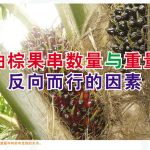 油棕果串数量与重量  反向而行的因素