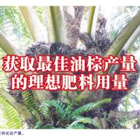 获取最佳油棕产量的理想肥料用量