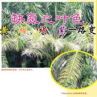 缺氮之叶色  黄、橙、竭、紫  一路变