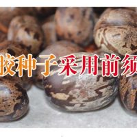 橡胶种子采用前须知