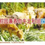 油棕园兼养肉牛之利润探讨