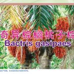 奇异棕榈桃子棕 Bactris gasipaes