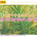 黄叶系列 : 油棕叶子色泽呈铜色显示树缺乏铜素