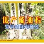 低产能油棕宜早清除再种过