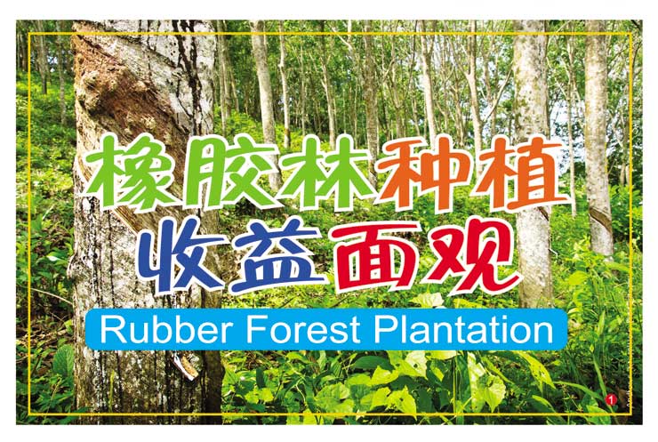 橡胶林种植收益面观 Rubber Forest Plantation - 农业天地网