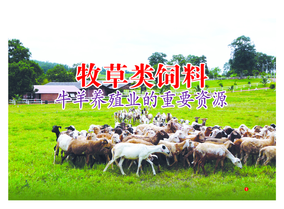 You are currently viewing 牧草类饲料，牛羊养殖业的重要资源