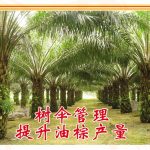 树伞管理 提升油棕产量