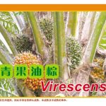 青果油棕 Virescens