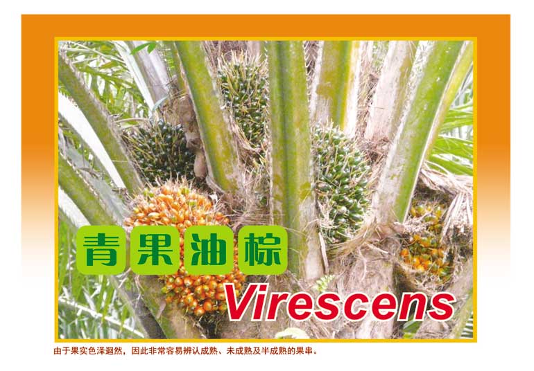 You are currently viewing 青果油棕 Virescens