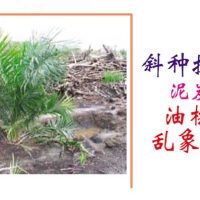 斜种技术改善泥炭土上油棕倾斜乱象及产量
