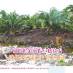 硬性推斜油棕小树技术降低泥炭园丘作业成本