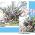 同段园里的雄雌景观