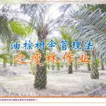 油棕树伞管理法之瘦林作业