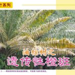 黄叶系列:油棕树之遗传性橙班