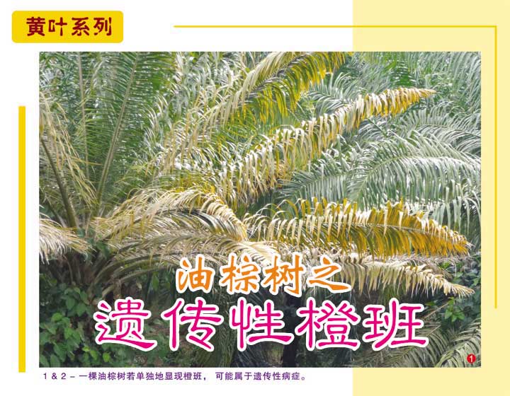 Read more about the article 黄叶系列：油棕树之遗传性橙班