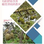 有机榴莲能改善榴莲溃疡病患率