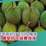泰国高地红毛丹及榴莲之提早开花结果技术