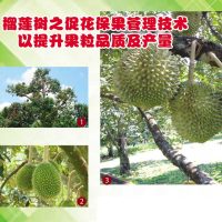 榴莲树之促花保果管理技术以提升果粒品质及产量