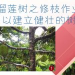 榴莲树之修枝作业以建立健壮的树