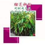 榴莲秧龄对树成长及初期生产的影响