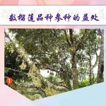 印尼榴莲产量远不如大马 人口多内需强而无法搞外销