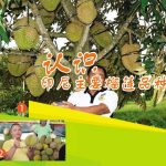 认识印尼主要榴莲品种