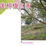 榴莲种植点滴