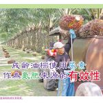 成齡油棕使用尿素作為氮肥來源的有效性