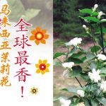 马来西亚茉莉花,全球最香!
