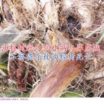 油棕树冠之剑叶病与芽腐病不察將导致油棕树死亡