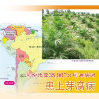 哥伦比亚35,000公顷油棕树患上芽腐病