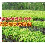 从国家经济转型计划中看橡胶的未来动向