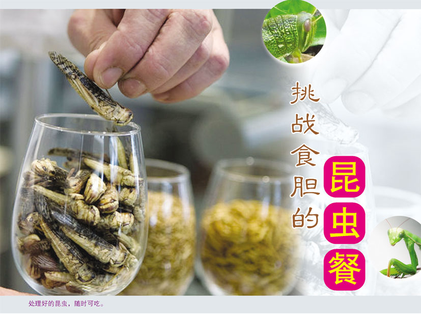 Read more about the article 挑战食胆的昆虫餐