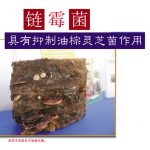 链霉菌具有抑制油棕灵芝菌作用