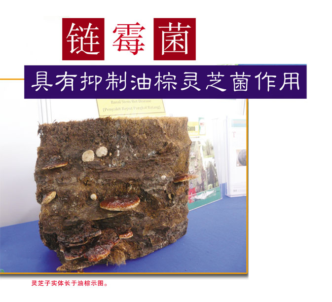 Read more about the article 链霉菌具有抑制油棕灵芝菌作用