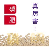 磷肥真厉害!