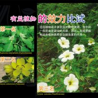 有益植物的效力比试