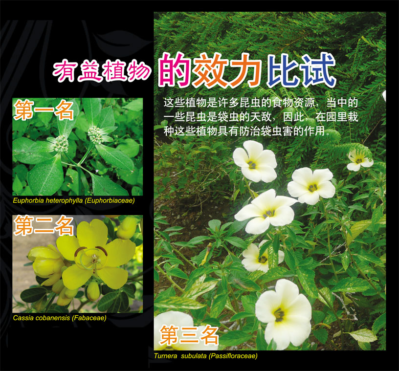 You are currently viewing 有益植物的效力比试