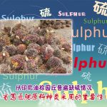 从印尼油棕园丘普遍缺硫情况,省思氮肥原料种类采用的重要性!