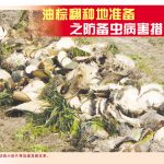 油棕翻种地准备之防备虫病害措施