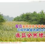 园丘采用双排孪接种植法，可同时种植两种农作物，收益必然增加!