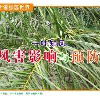 一叶知风，风害影响与预防