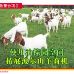 使用油棕园空间，拓展波尔山羊商机