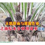 天然降雨与灌溉作业之油棕水分利用效率浅论