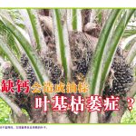 缺钙会造成油棕叶基枯萎症?