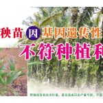 油棕野秧苗因基因遗传性不符合种植利益