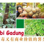 Ubi Gadung 有毒又有商业价值的薯类