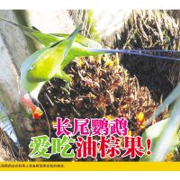 长尾鹦鹉爱吃油棕果！
