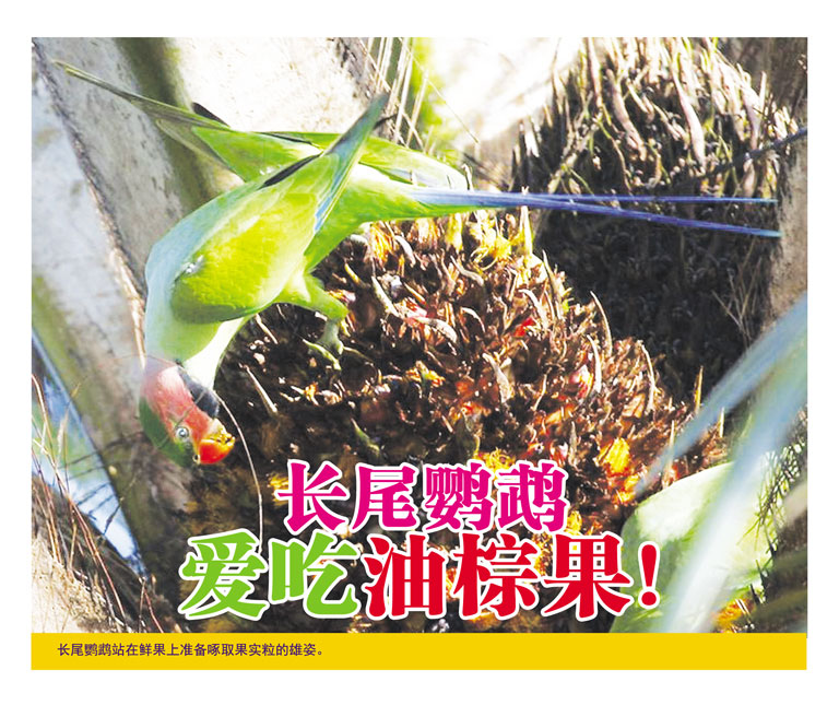 You are currently viewing 长尾鹦鹉爱吃油棕果！