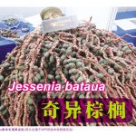 Jessenia bataua,奇异棕榈